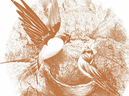 宏华电脑手绘 金丝燕 燕窝