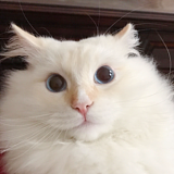 川普咬狗猫的头像