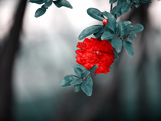 石榴花开（个人主页-ZMjIyMjM5OTY=） - 风光摄影 - 站酷设计师木鱼说原创素材 - 站酷ZCOOL