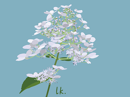 植物插画练习