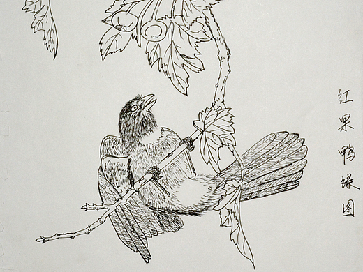 白描速写，花鸟虫花插画