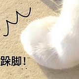 希达_Sheeta的头像