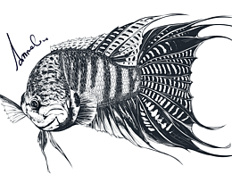 鱼插画