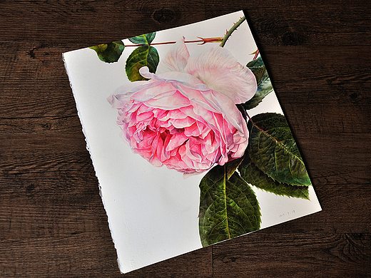 Rose 