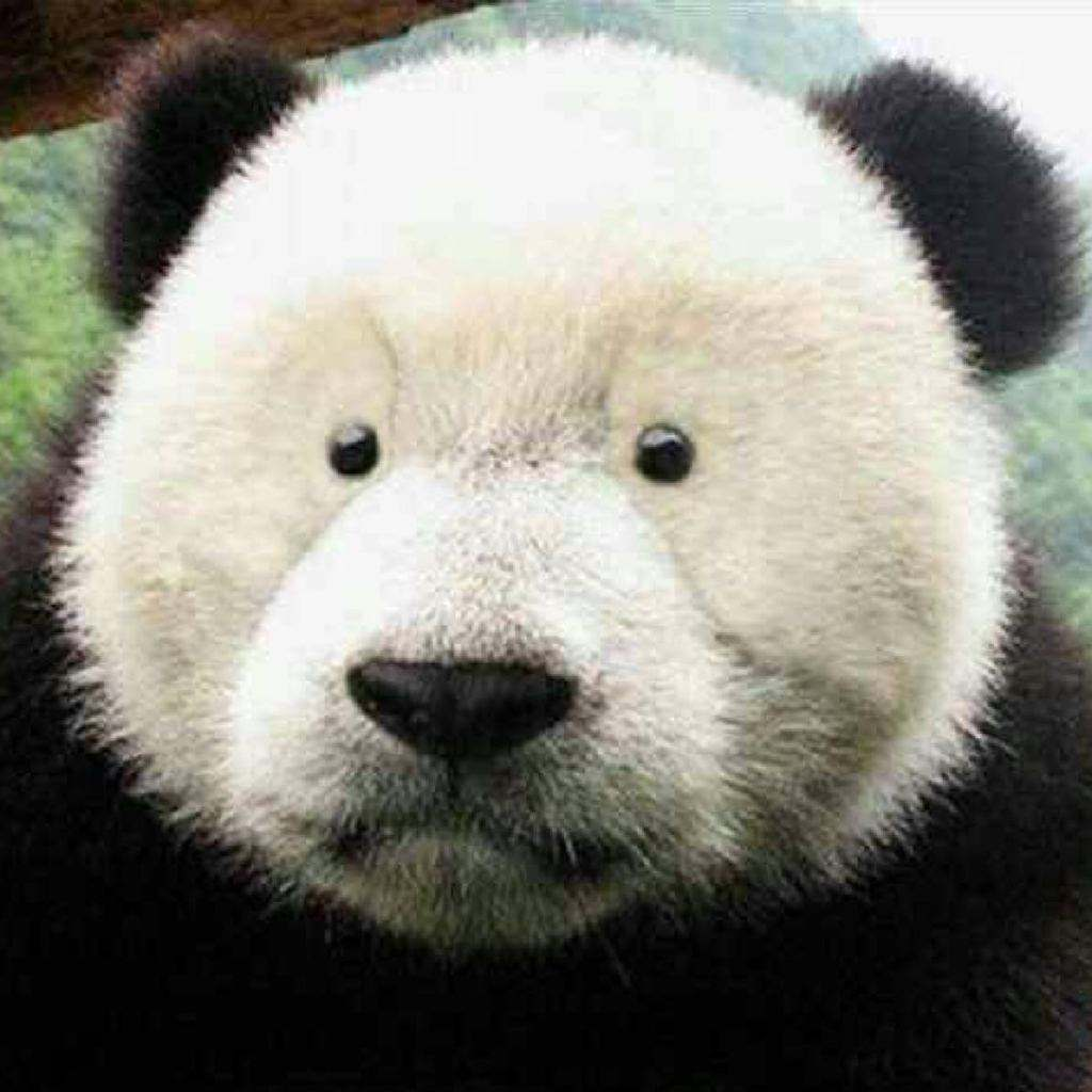 去掉黑眼圈的大熊猫图片