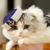 一个不真实的猫nu的头像