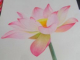 手繪彩鉛畫 荷花 花卉