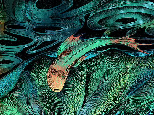 荷花系列原创插画