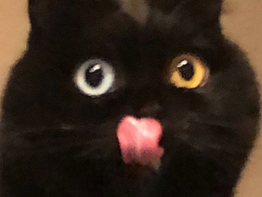 占