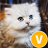 干死熊猫包饺子的头像