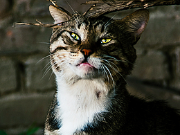 请看我的表情秀~喵~