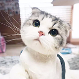 mokieff的头像