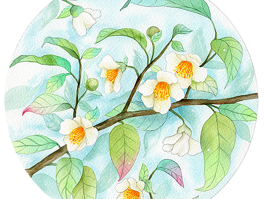 圆形水彩画