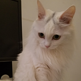 猫人的ID的头像
