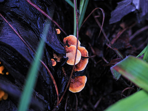 云南野生菌