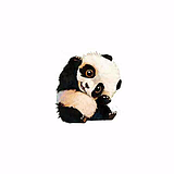 xiongmao111的头像