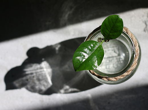 多肉植物花草光影拍摄