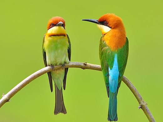 apple（个人主页-ZNDk4NzEy） - 平面 - 站酷设计师test_zz原创素材 - 站酷ZCOOL
