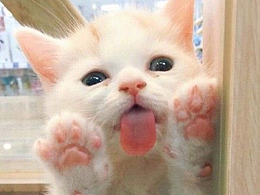 国画风婚纱调色与排版