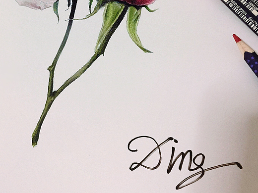 彩铅临摹练习 芍药