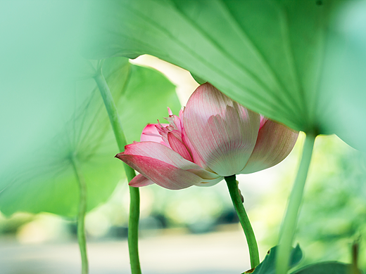夏日荷花（个人主页-ZMjMyNjY3NTI=） - 风光摄影 - 站酷设计师lynncool原创素材 - 站酷ZCOOL