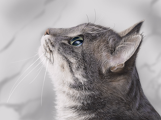 猫