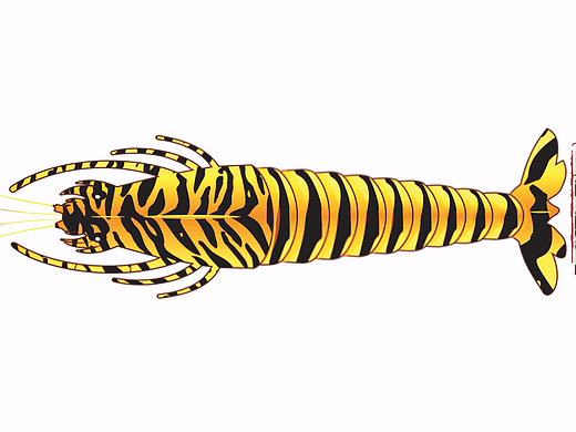 小龙鱼黑虎虾系列包装