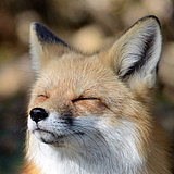 一星在水的头像