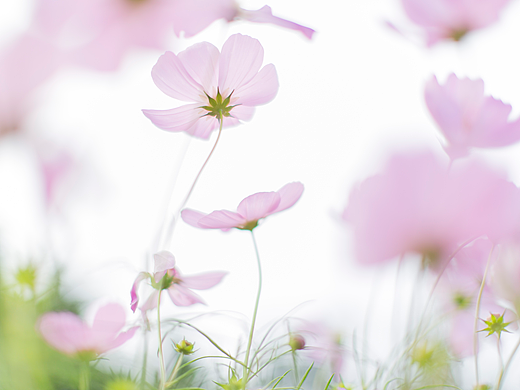 生活中的碎碎念【花】
