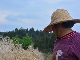 打菜籽