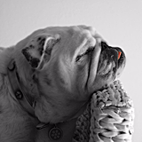 dog723的头像