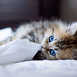 猫神咕咕的头像