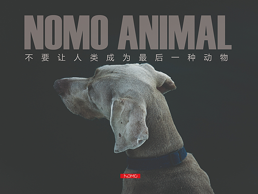 保护动物，公益海报