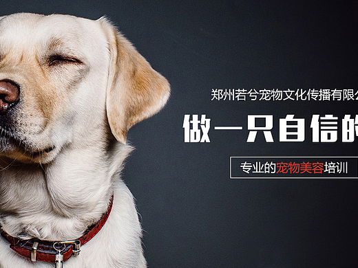 宠物banner