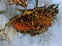 2017年最酷的彩铅作品!