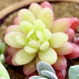恩心17的头像