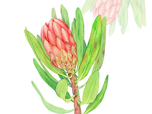 水彩花卉