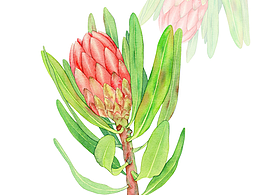 水彩/插画/植物/风景