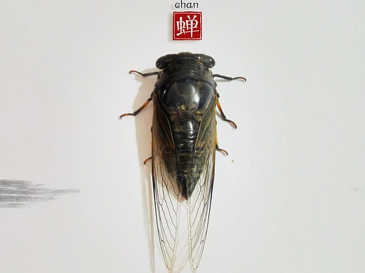 --一只蟬的獨(dú)白--（個(gè)人主頁-ZMjM0ODY3MzI=） - 人文/紀(jì)實(shí)攝影 - 站酷設(shè)計(jì)師小別鳴蟬原創(chuàng)素材 - 站酷ZCOOL