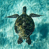 上游海龜的头像