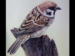 笔尖下的小麻雀的主页 - 站酷(zcool)