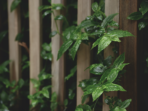 《雨季 绿植》