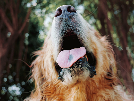 湿身的金大毛（个人主页-ZMjM3MTE3NDA=） - 宠物摄影 - 站酷设计师喜涂鸦乐原创素材 - 站酷ZCOOL