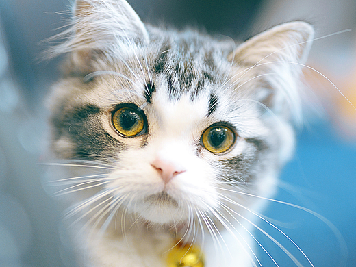 一对猫父子（个人主页-ZMjMxOTEwNjg=） - 宠物摄影 - 站酷设计师AF木头先生原创素材 - 站酷ZCOOL