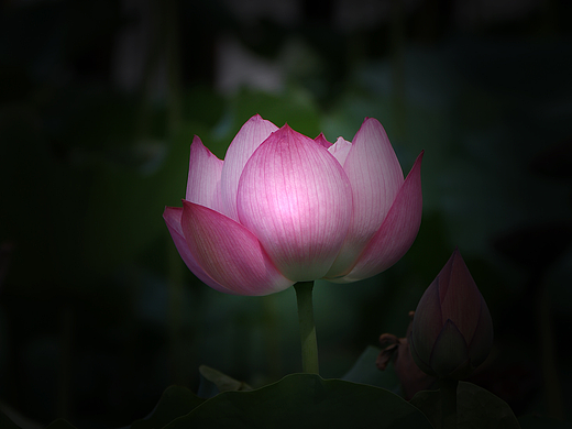 立秋后的荷 --(一)