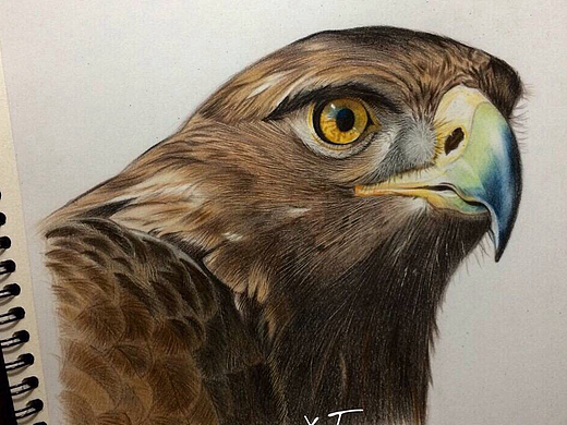 彩铅画