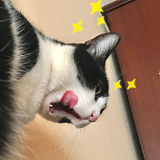 黄小鸟Birdy的头像