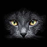 饿了的猫的头像