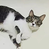 黑猫警长一样的头像