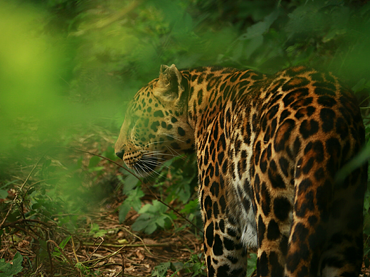 豹豹（個人主頁-ZMjMzMTcwNzI=） - 寵物攝影 - 站酷設(shè)計師小飛侯原創(chuàng)素材 - 站酷ZCOOL